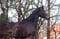 Horse ad