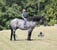 Horse ad