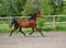 Horse ad