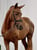 Annuncio cavallo