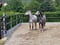 Horse ad