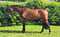 Annuncio cavallo