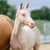 Annuncio cavallo