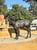 Horse ad