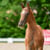 Annuncio cavallo