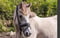 Horse ad