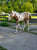 Horse ad
