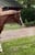 Horse ad