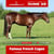 Annuncio cavallo