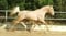 Horse ad