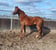 Annuncio cavallo