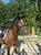 Annuncio cavallo