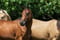 Horse ad