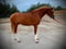 Horse ad