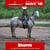 Anuncio de caballos