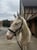 Horse ad