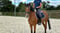 Annonce cheval