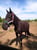 Horse ad