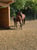 Horse ad