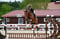 Annuncio cavallo