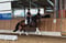 Horse ad