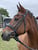 Annuncio cavallo