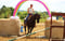 Annuncio cavallo
