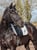 Annonce cheval