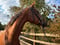 Annonce cheval