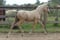 Horse ad