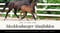Annuncio cavallo