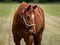 Annuncio cavallo