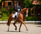 Horse ad