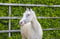 Annonce cheval