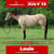 Annuncio cavallo