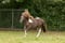 Horse ad