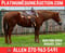 Annuncio cavallo