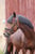 Horse ad