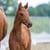 Annuncio cavallo