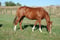 Annuncio cavallo