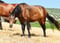 Annonce cheval