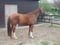 Horse ad