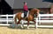 Horse ad