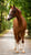 Horse ad