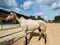 Horse ad