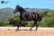 Horse ad