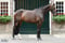 Pferdeinserat
