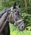 Annuncio cavallo