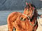Horse ad