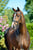 Horse ad